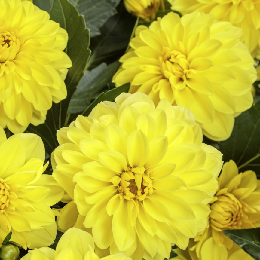 Dahlia Virtuoso™ Dayglo Yellow™