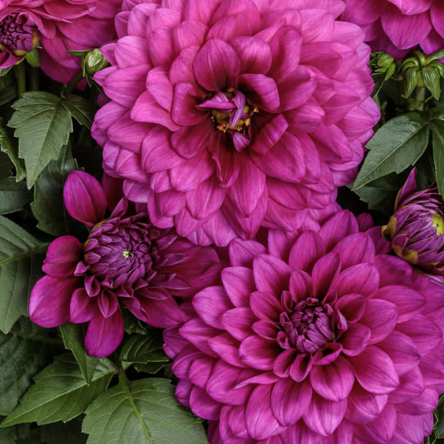 Dahlia Virtuoso™ Vibrant Violet™