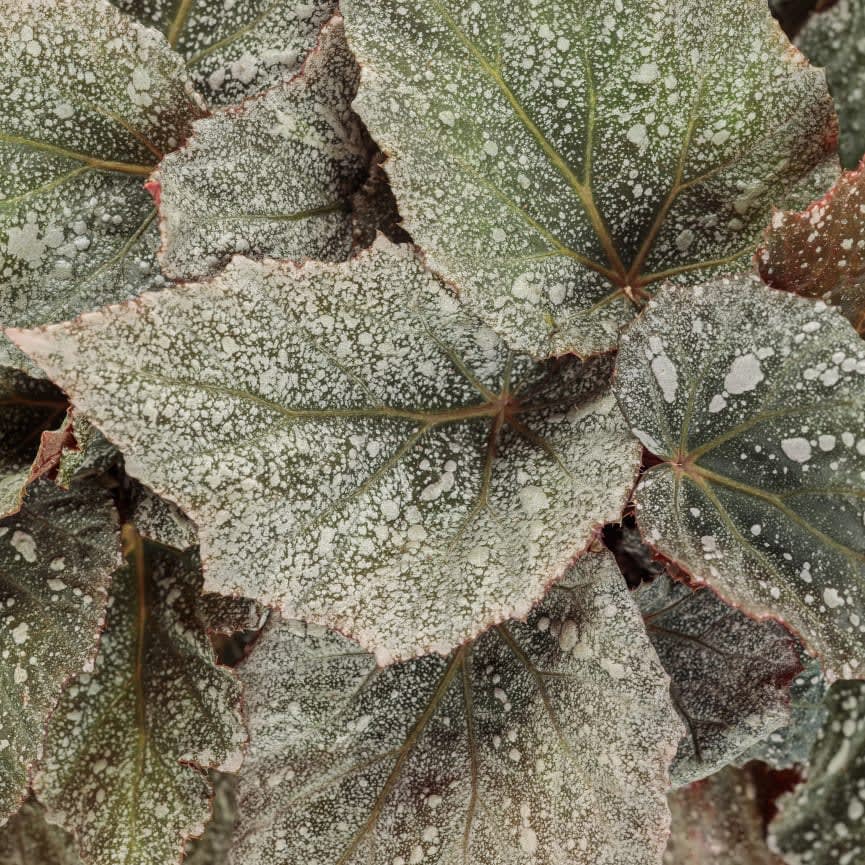 Proven Winners® Begonia Space Age™ | Ed Sobkowich