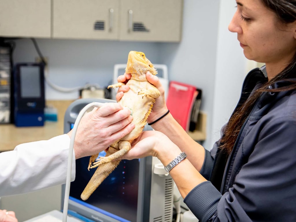 Carolina Veterinary Specialists Huntersville