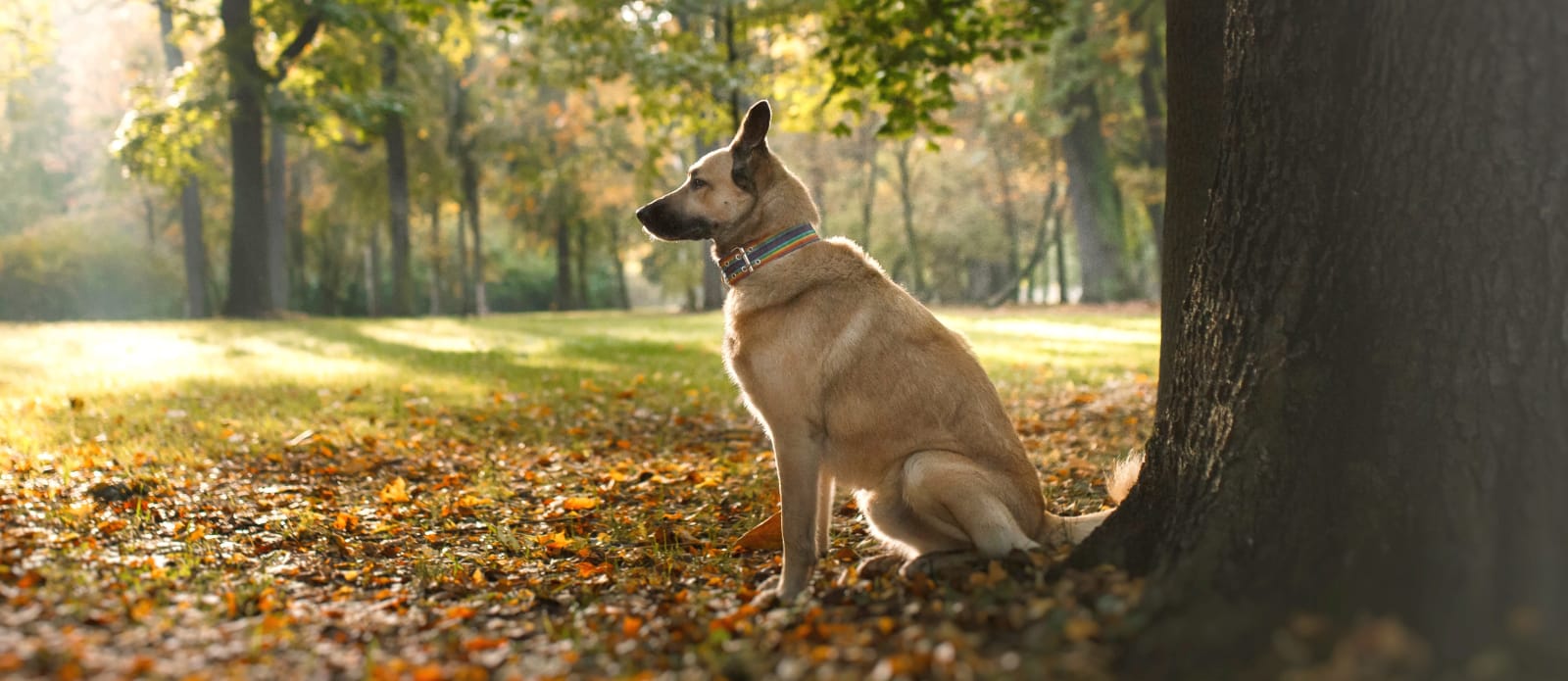 bedford animal hospital ny