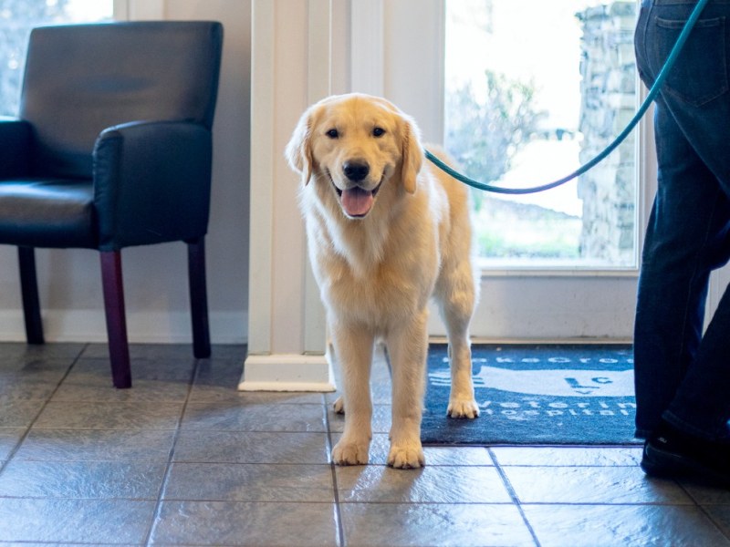Our Huntersville vets are always happy to welcome new patients.
