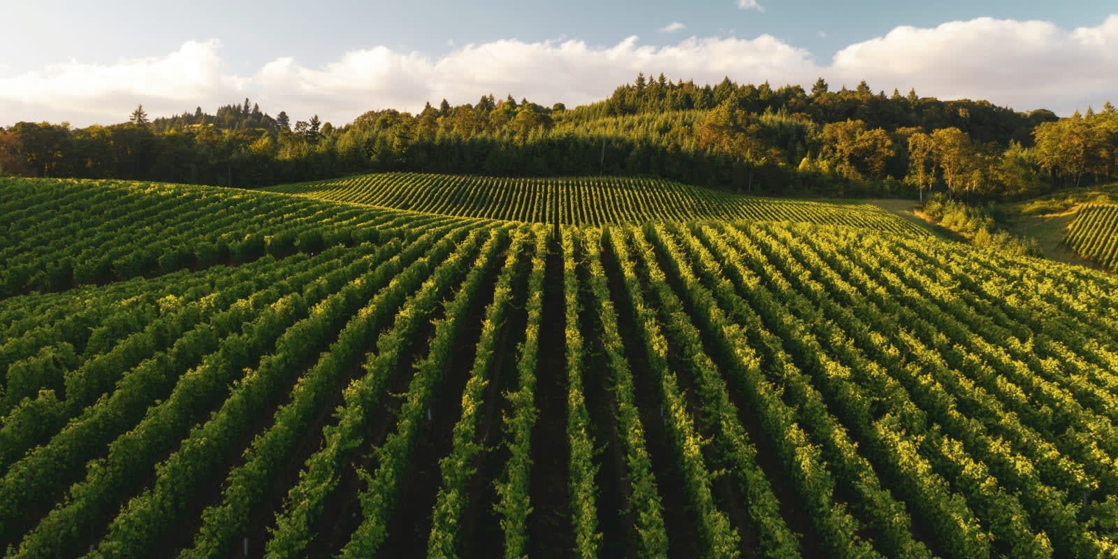 The Canadian Grapevine Certification Network