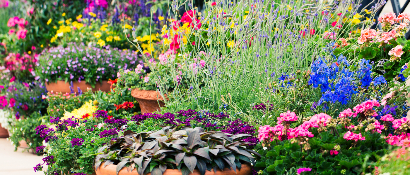 Annuals, Country Basket