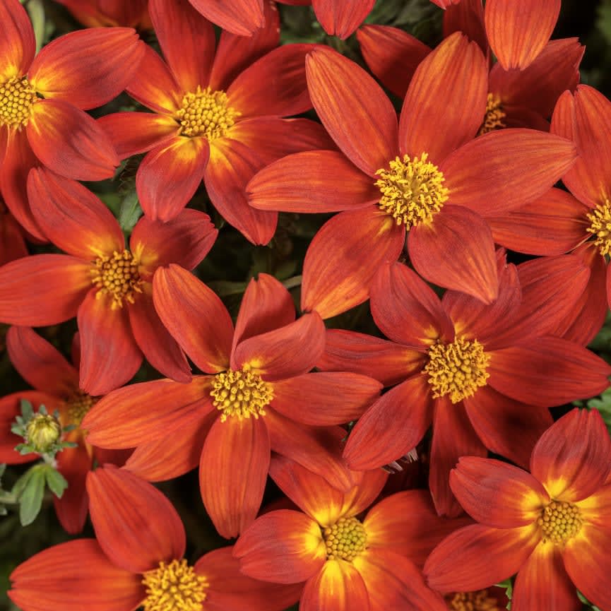 Bidens Campfire® Red Ember