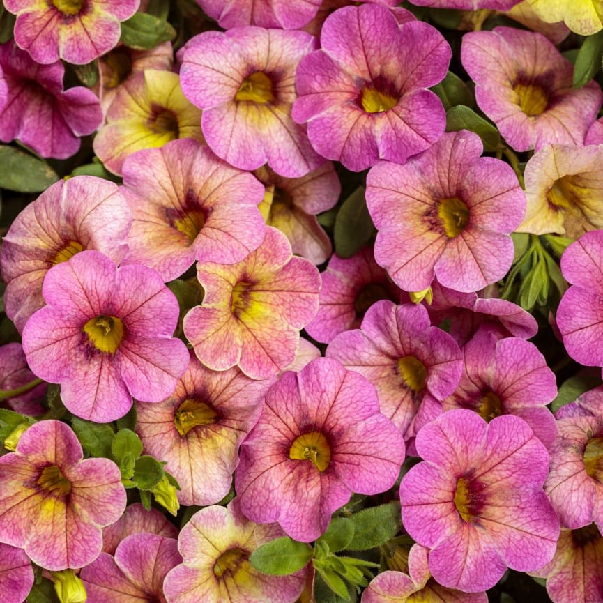 Calibrachoa Superbells Magic® Pink Lemonade