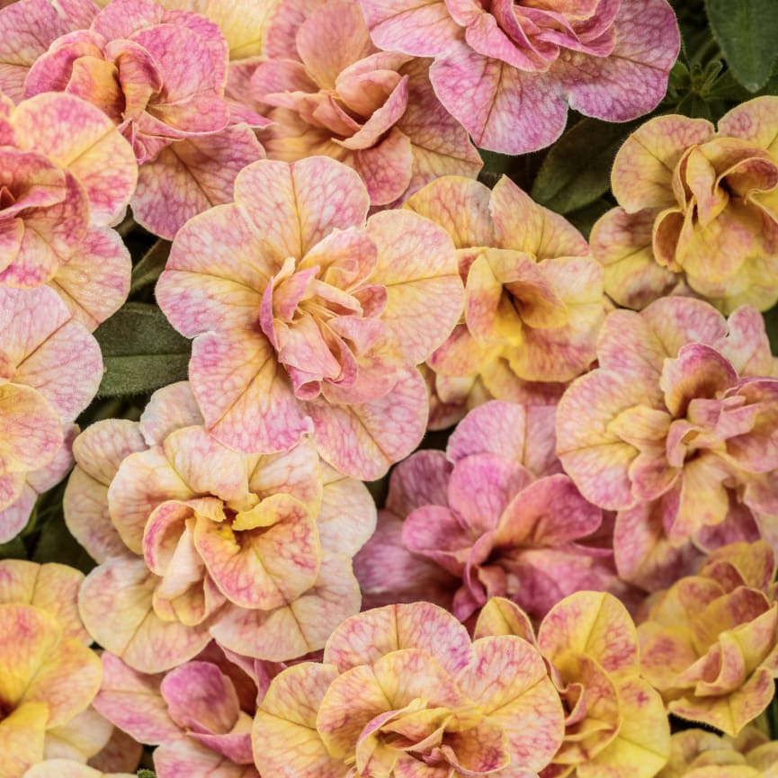 Calibrachoa Superbells Magic® Double Grapefruit