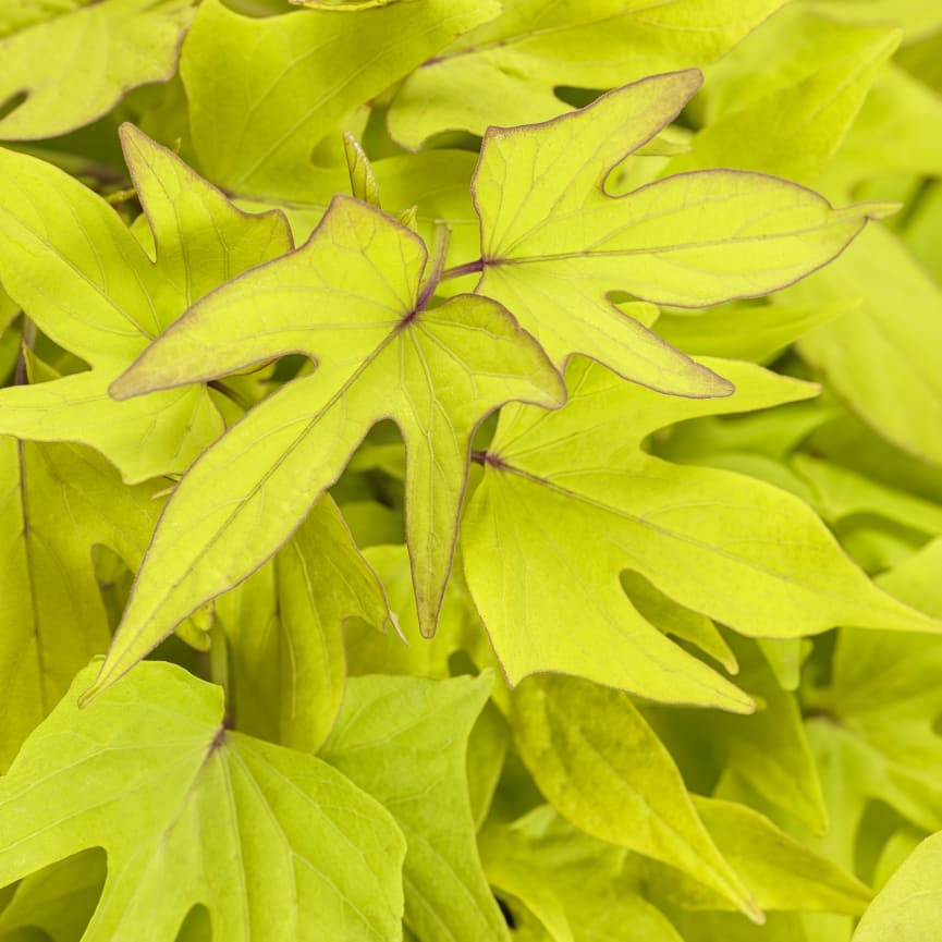 Ipomoea Sweet Caroline Upside™ Key Lime