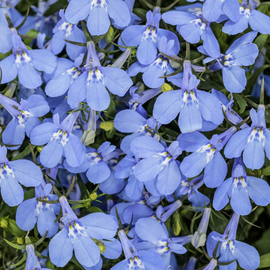 Lobelia Laguna® Royale Azure