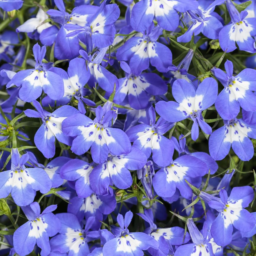 Lobelia Laguna® Royale Blue Pearl