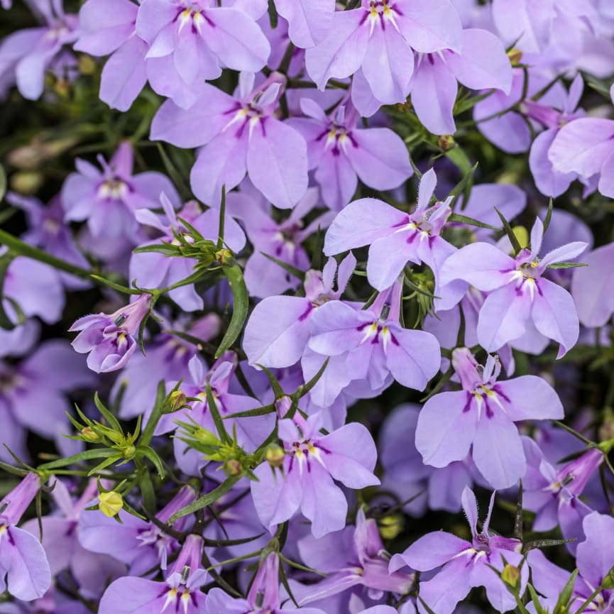 Lobelia Laguna® Royale Lilac
