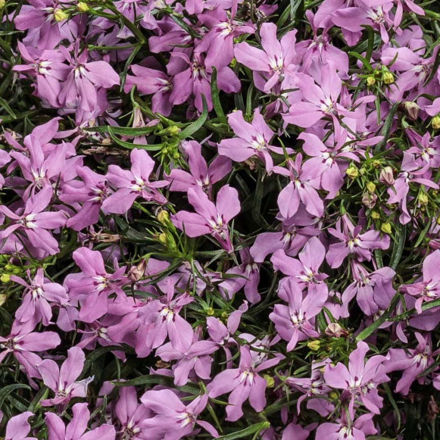 Lobelia Laguna® Royale Pink