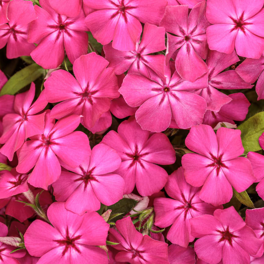 Phlox Southern Blaze™ Bright Pink