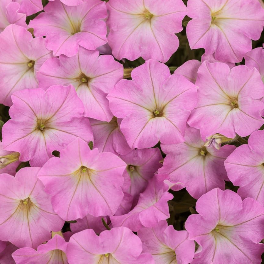 Petunia Supertunia® Mini Vista® Pink Cloud™ 