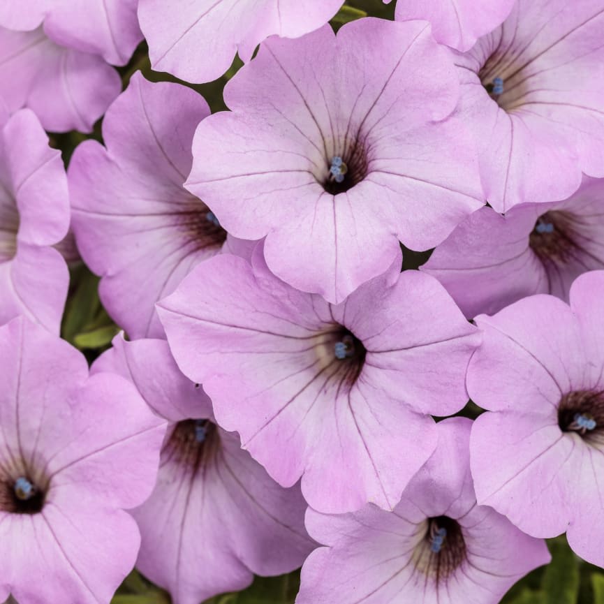Petunia Supertunia® Vista Cool Jazz™