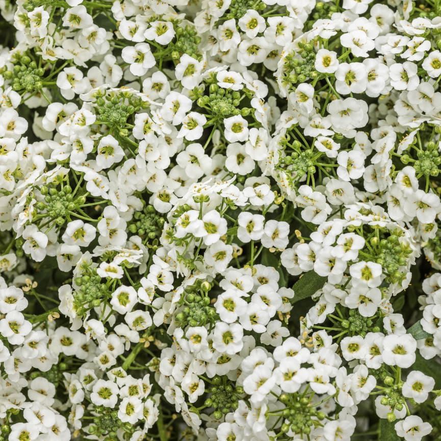 Lobularia White Knight® Improved 2026