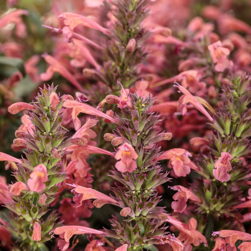 Agastache Maestro® Coral