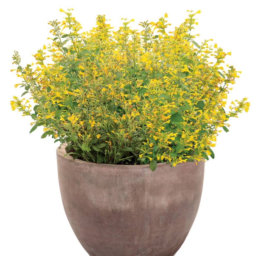 Agastache Maestro® Gold