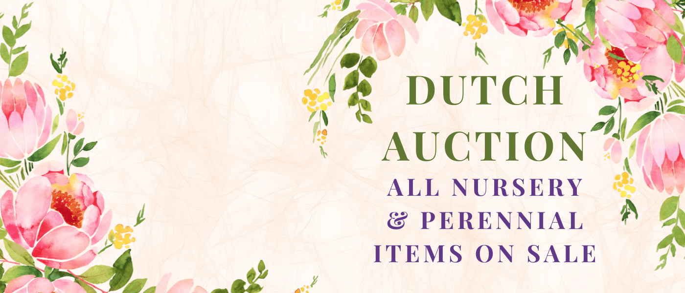 Dutch Auction