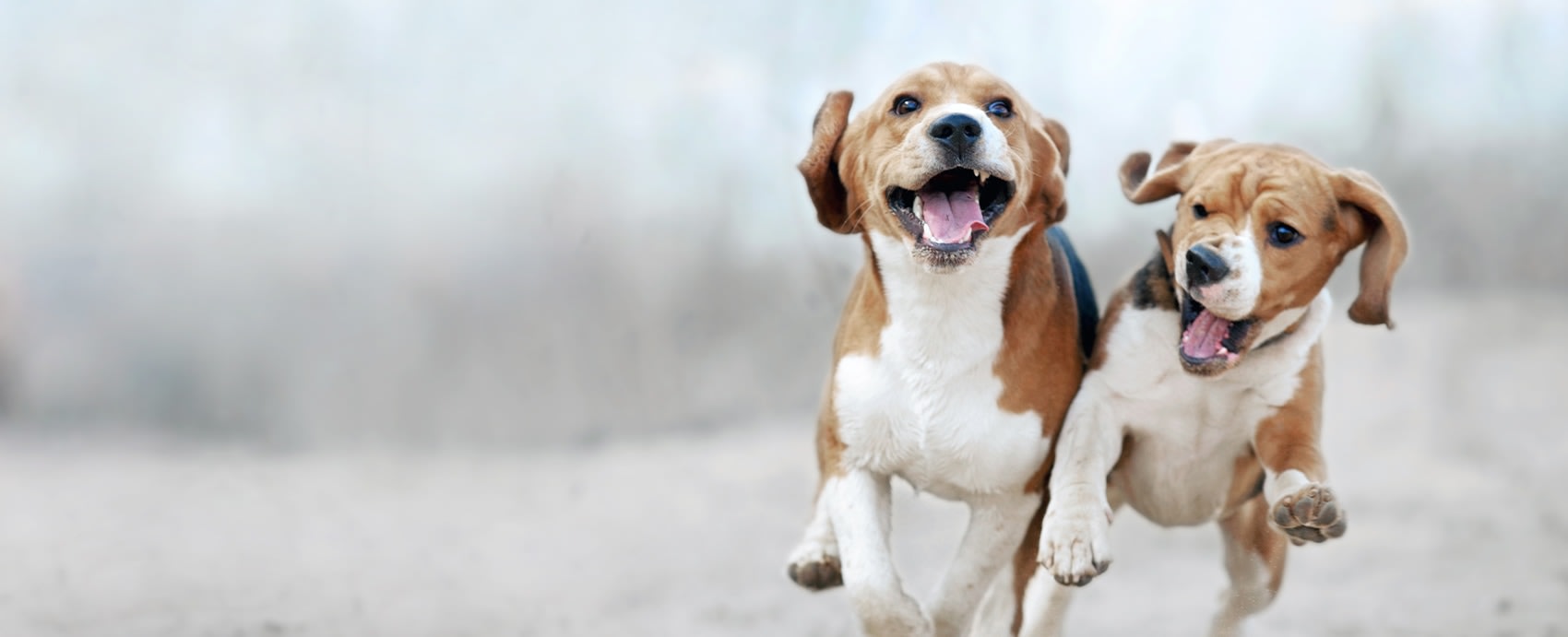Shane Veterinary Medical Center