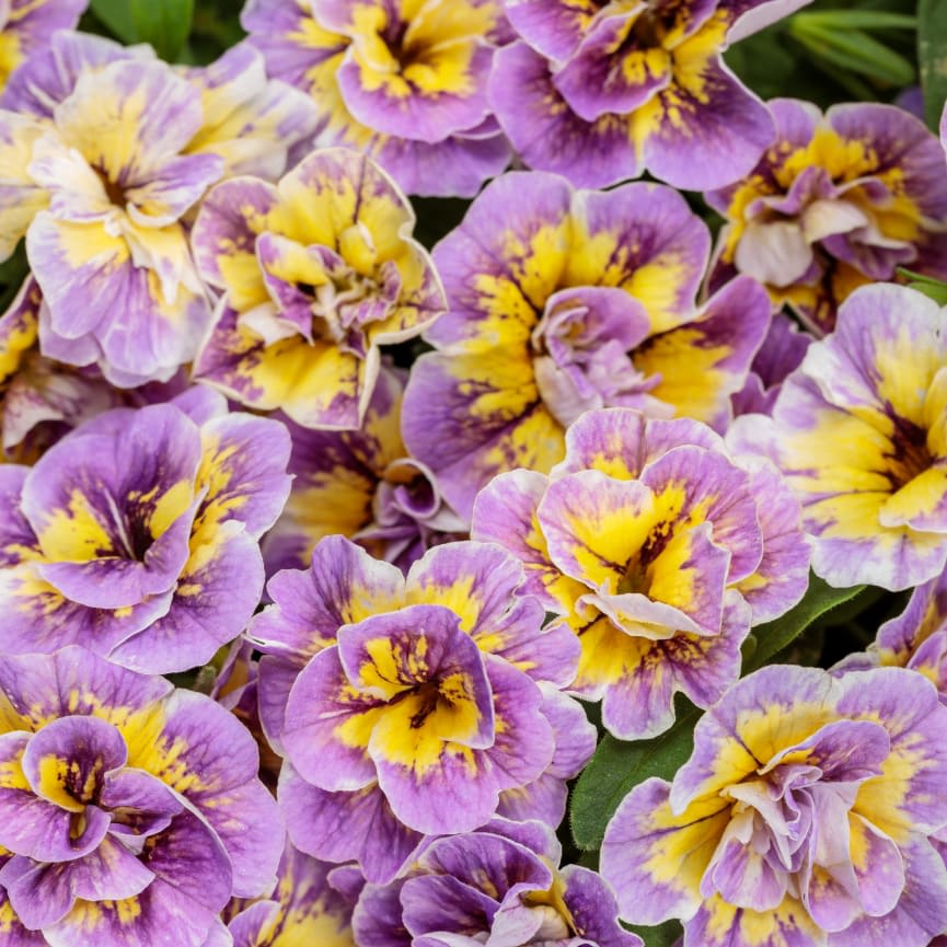 Calibrachoa Superbells® Double Mardi Gras