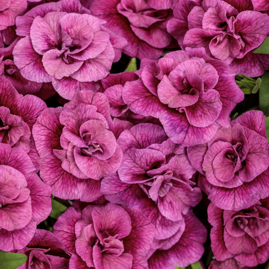 Calibrachoa Superbells® Double Midnight Magenta