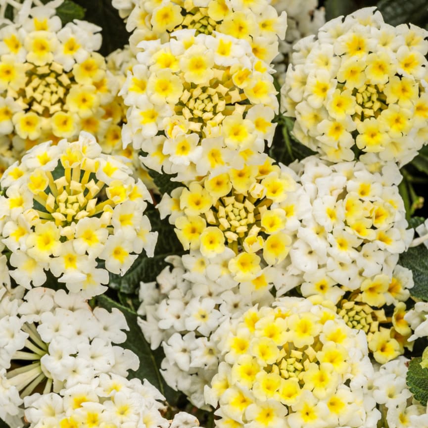 Lantana Luscious® Vanilla Breeze™
