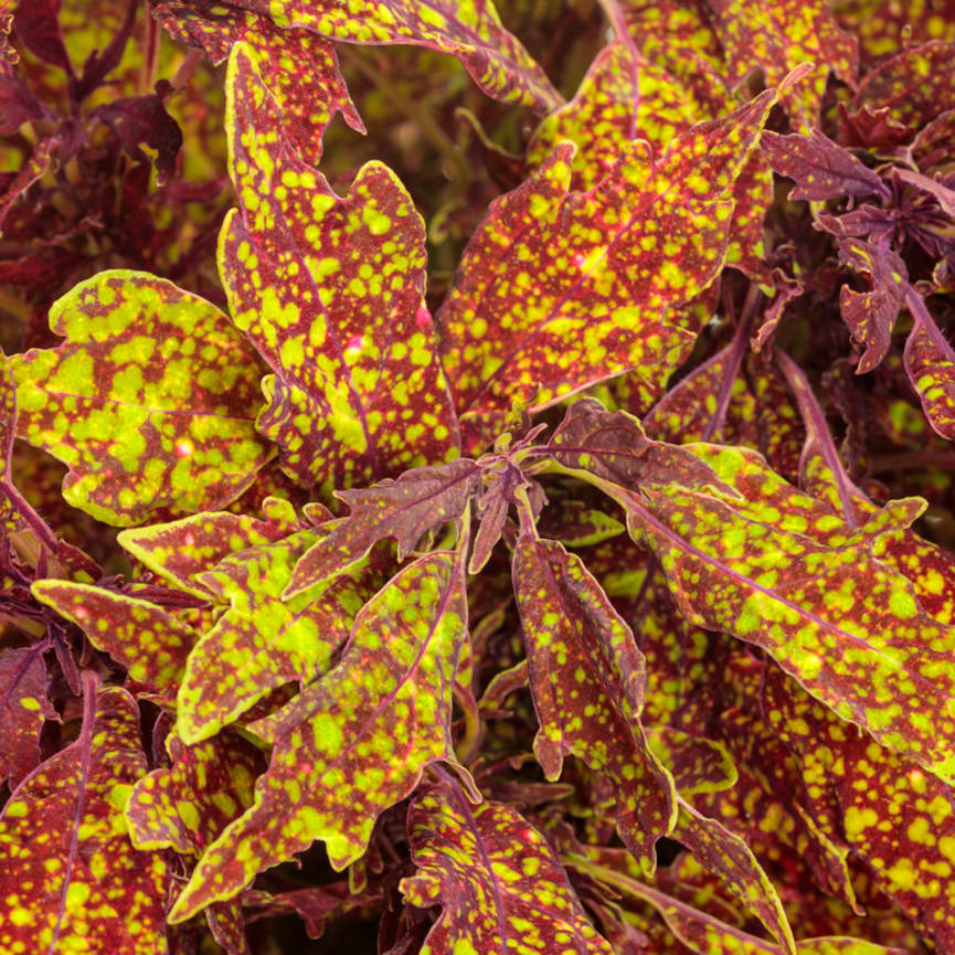 Coleus ColorBlaze® Pepper Flakes™