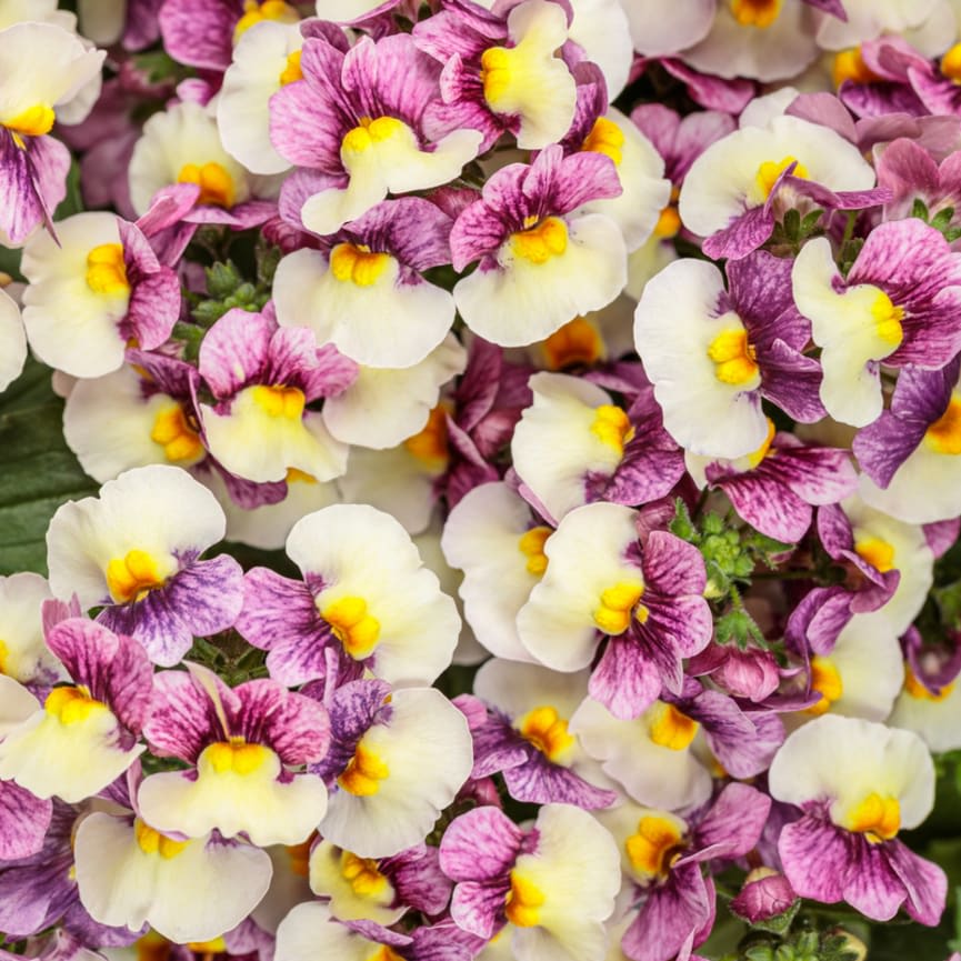 Nemesia Aromance® Plum Honey