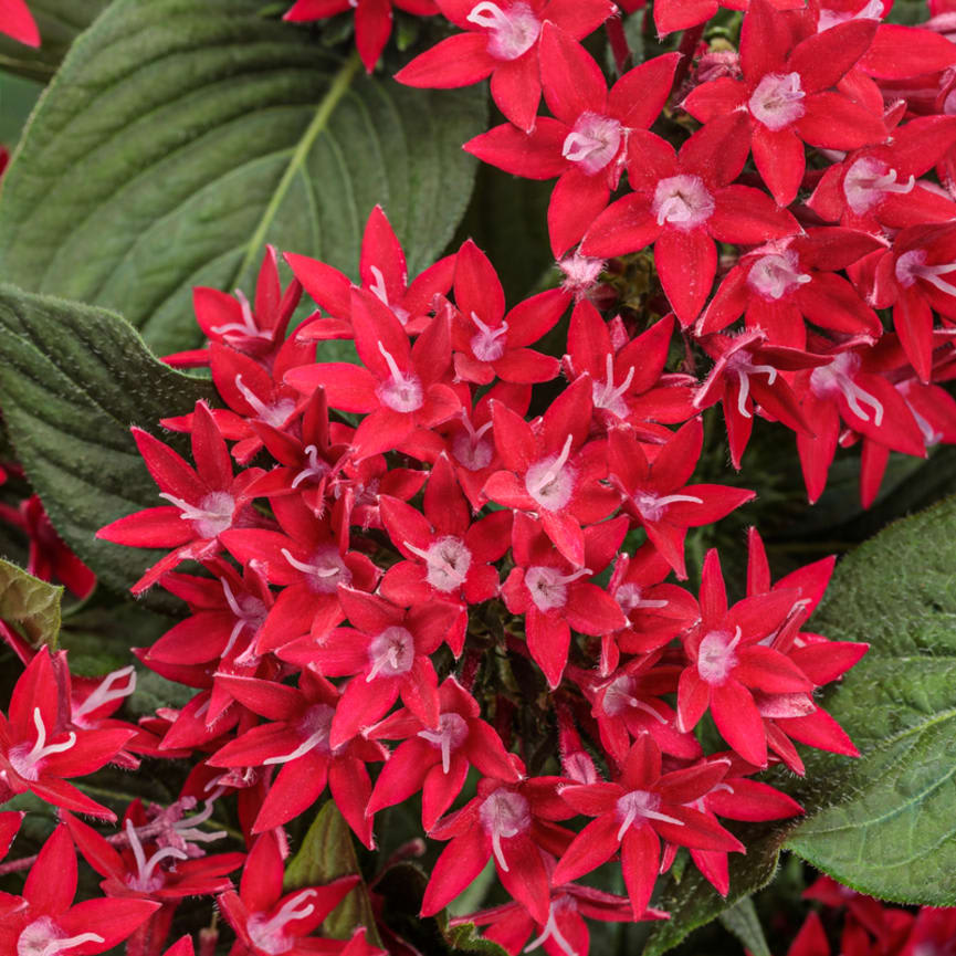 Pentas Sunstar® Red II