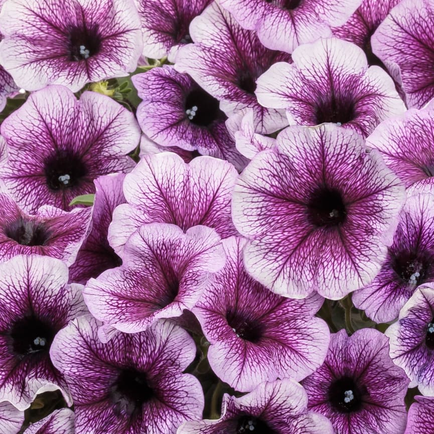Petunia Supertunia® Bordeaux™ II