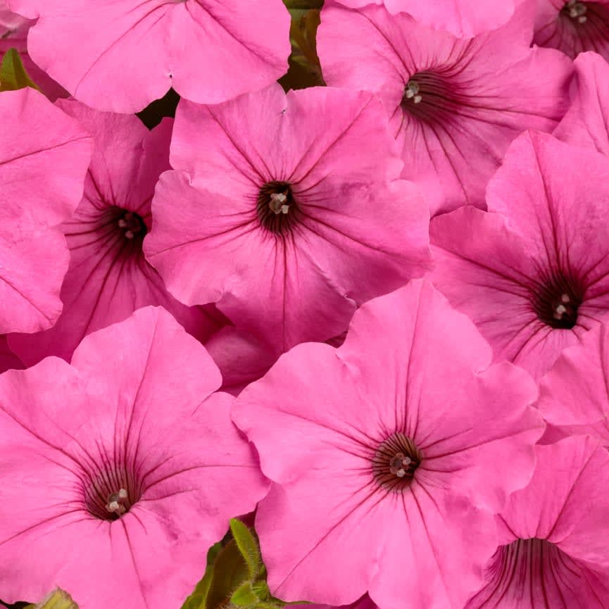 Petunia Supertunia® Vista Bubblegum® II