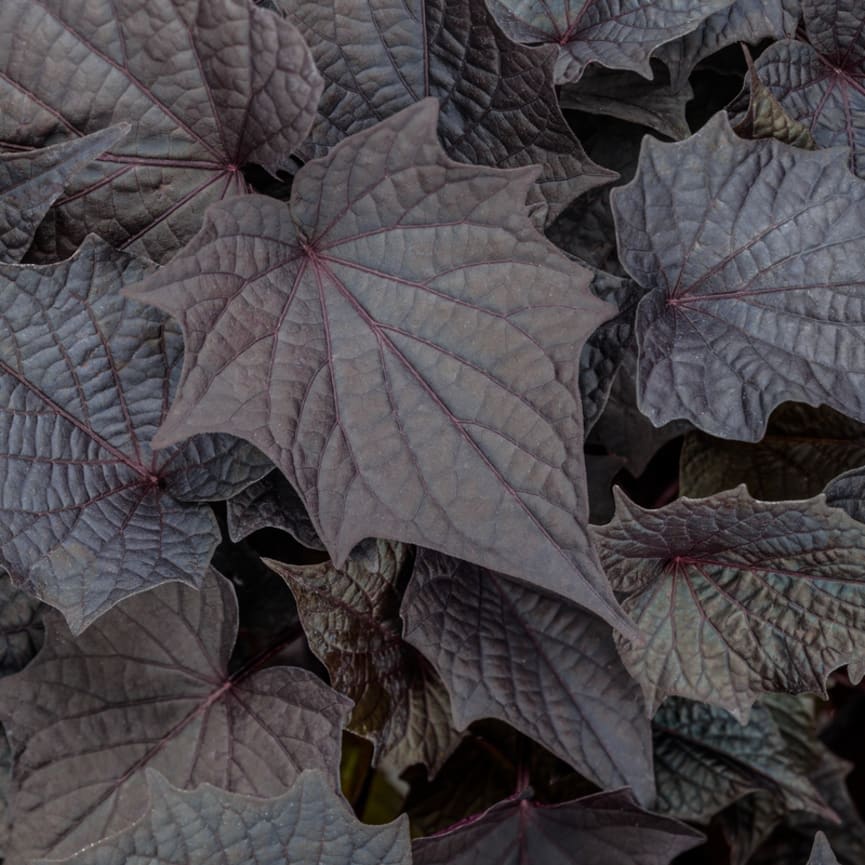 Ipomoea Sweet Caroline Bewitched After Midnight™ II