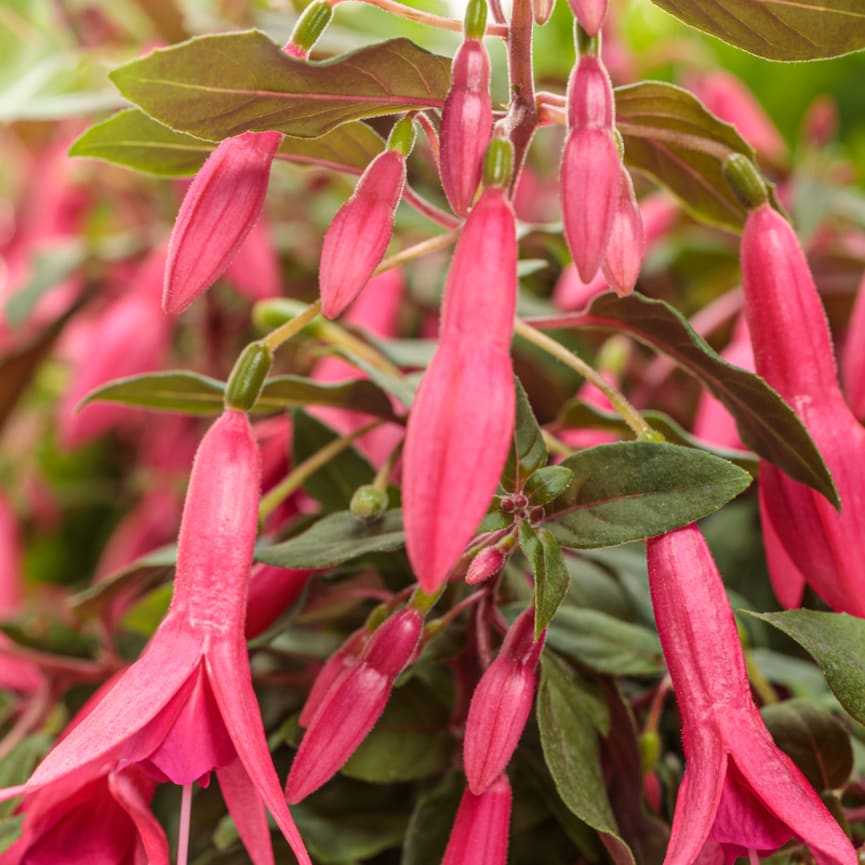 Fuchsia Sun Pendants™ Hot Pink