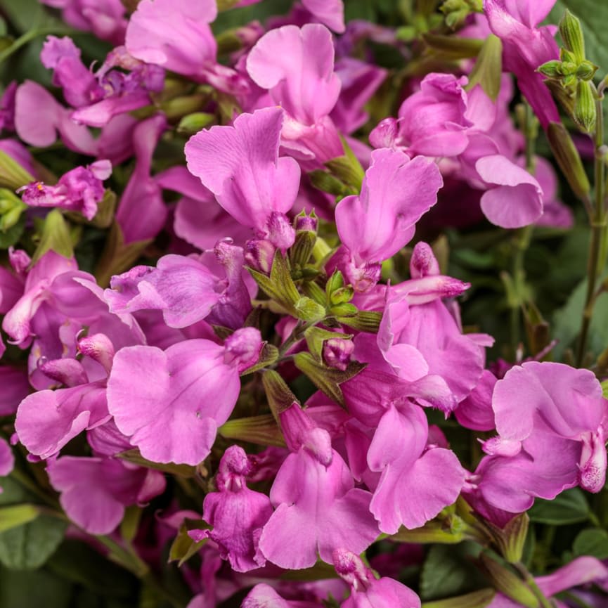 OutShine™ Orchid