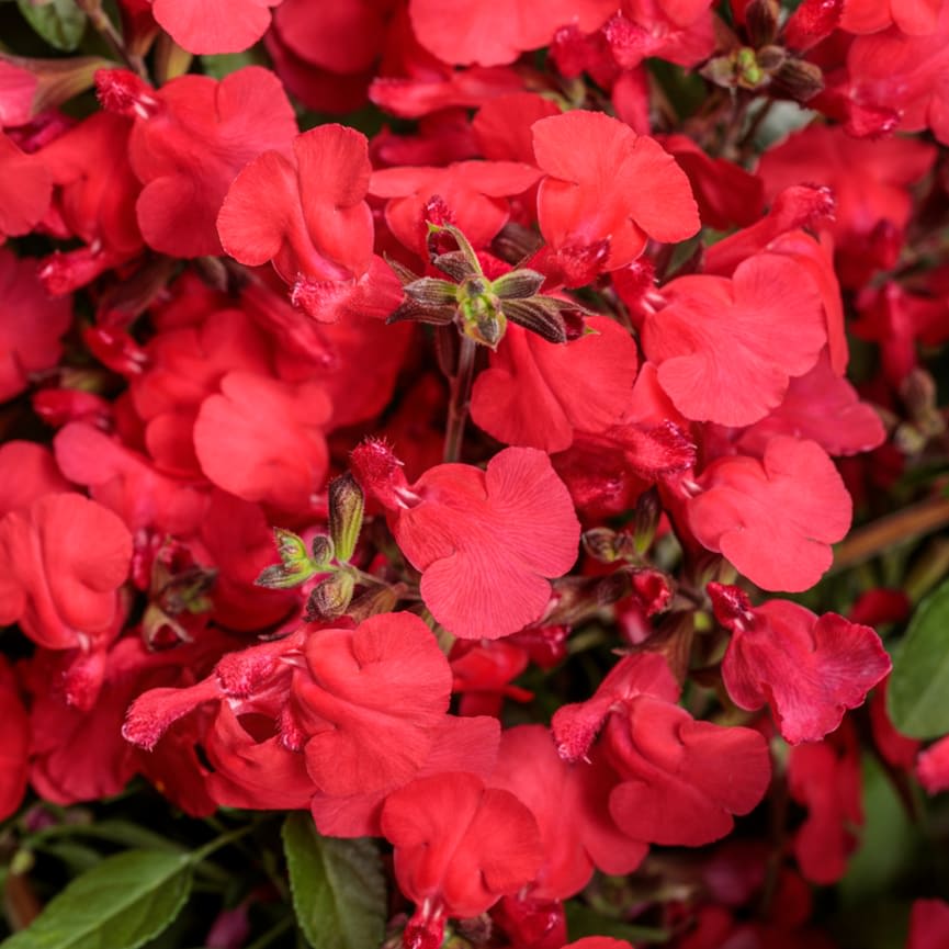 OutShine™ Red