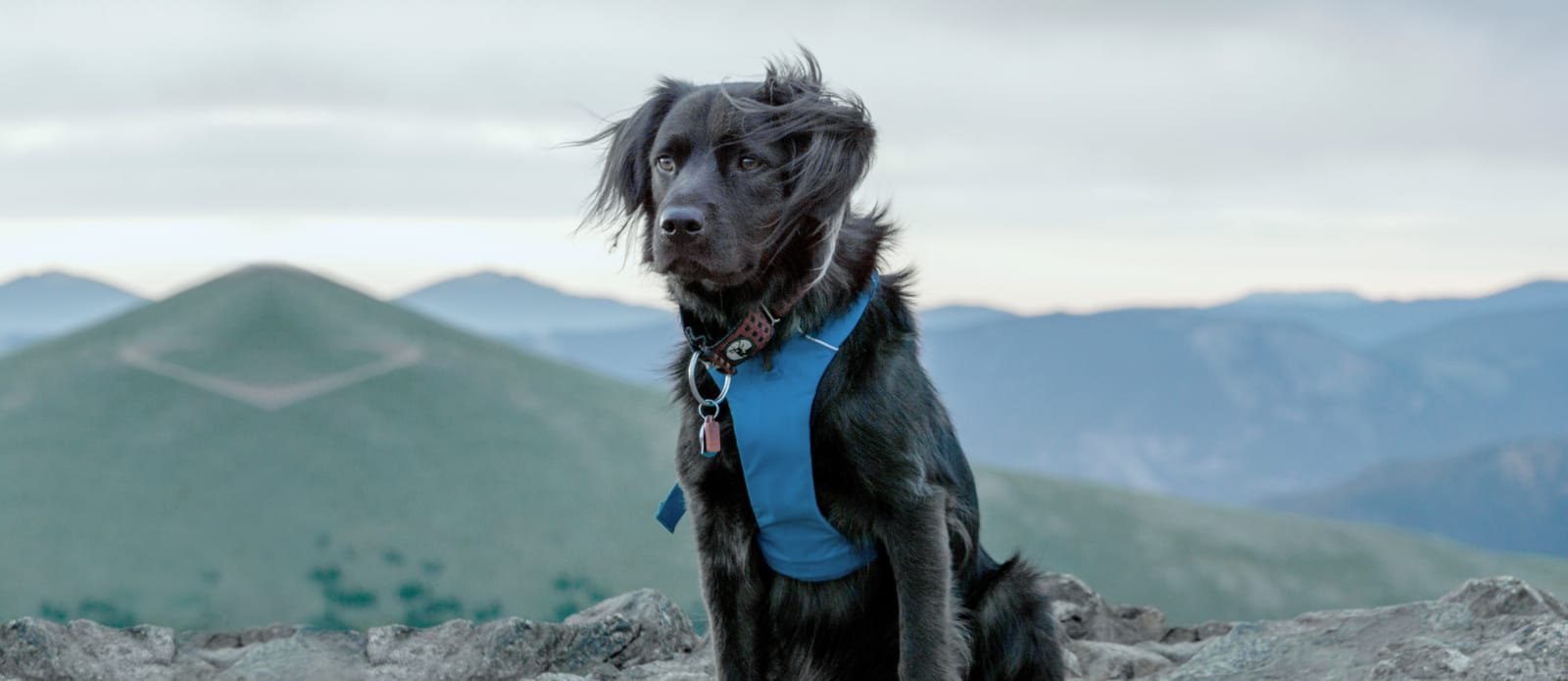 Veterinarian in Empire, CA