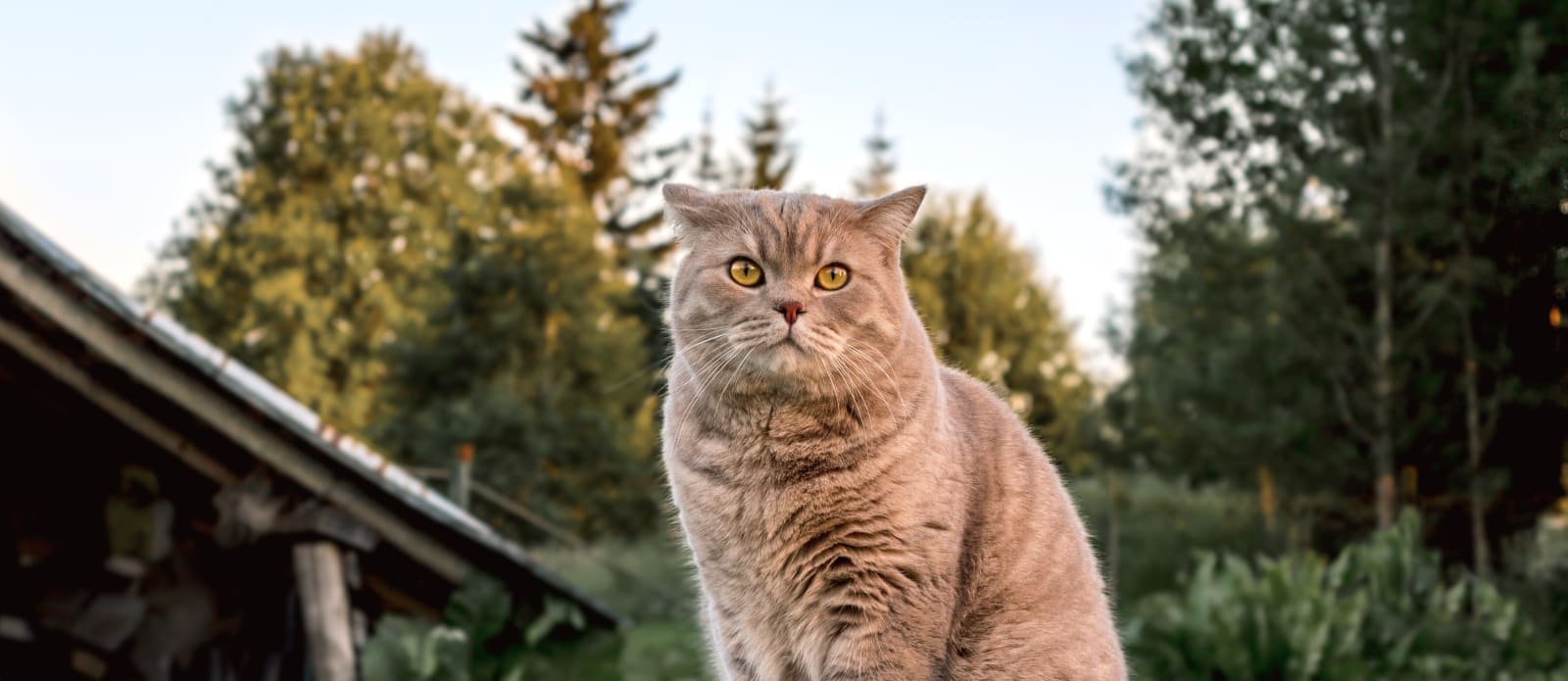 Veterinarian in Empire, CA