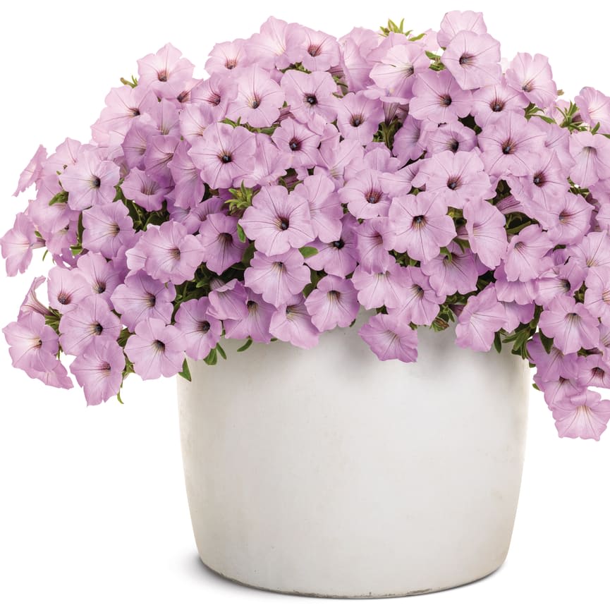 Proven Winners Petunia of the Year