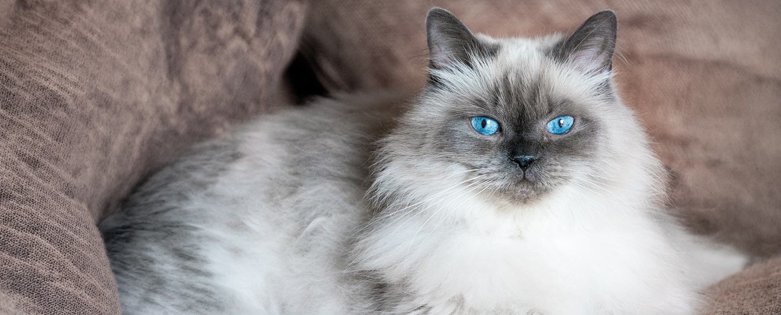 Quality Veterinary Care, Tucson