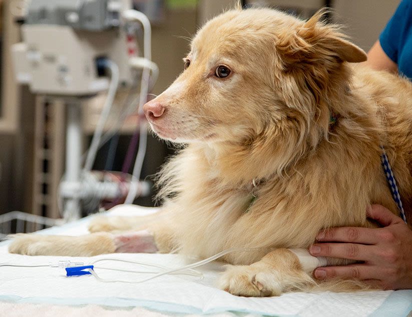 Memphis Veterinary Specialists & Emergency | Cordova Veterinarian