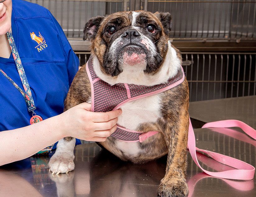 Memphis Veterinary Specialists & Emergency | Cordova Veterinarian