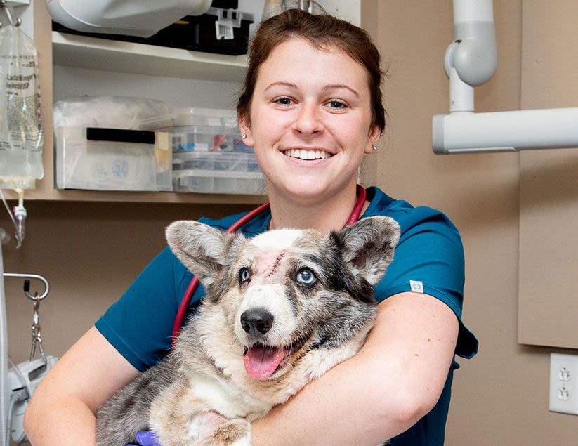 Quality Veterinary Care in Memphis