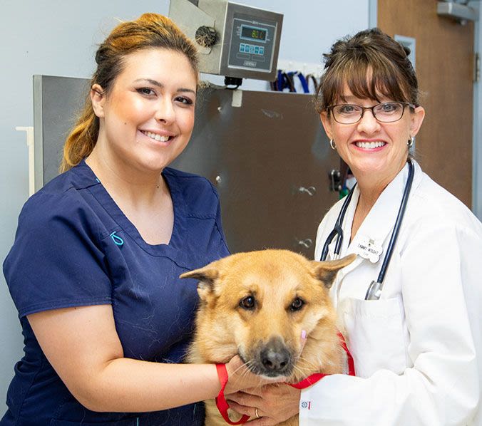 Caring, Experienced Veterinarians
