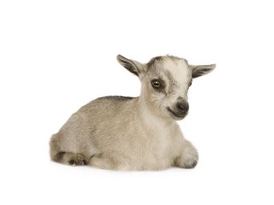 Book A Goat Yoga Session